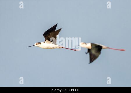 Due palafitte dal collo nero (Himantopus himantopus himantopus) in volo nel Delta di Ebro, Spagna Foto Stock