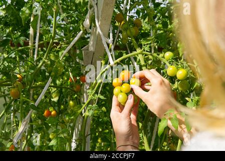 il giardiniere esamina la qualità dei pomodori ciliegini gialli. Maturazione dei pomodori ciliegini in serra. Concetto di giardinaggio domestico. Foto Stock