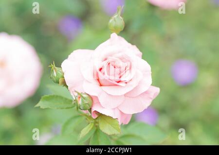 Rosa chiaro a lato destro Wisley, Surrey Foto Stock