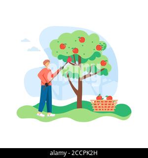Giovane uomo, giardiniere che raccoglie le mele dall'albero della mela, illustrazione piatta del vettore Illustrazione Vettoriale