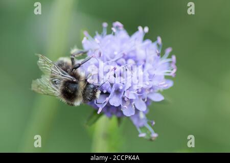 Ape sul fiore poco scabioso di Devil's blu chiaro a RHS Wisley, Surrey, Inghilterra Foto Stock