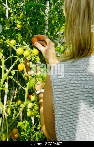 il giardiniere esamina la qualità dei pomodori ciliegini gialli. Maturazione dei pomodori ciliegini in serra. Concetto di giardinaggio domestico. Foto Stock