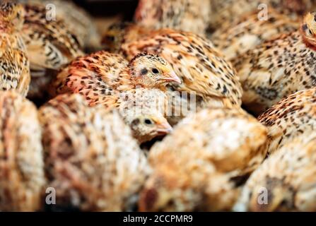 Quail pulcini in una gabbia sulla fattoria. Foto Stock