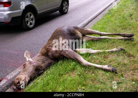 Incidente su strada di Moose-Vehicle Foto Stock