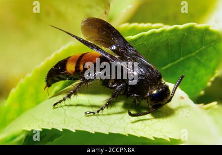 Closeup di un gigante asiatico Hornet Insect con Sting Foto Stock