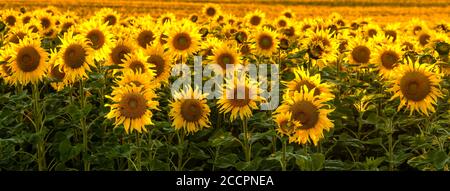 Campo di girasole bagnata dalla luce dorata del sole che tramonta - panorama Foto Stock