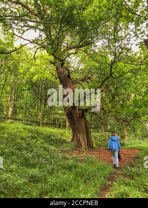 Due persone che camminano nella zona boscosa di Chatsworth Park Foto Stock