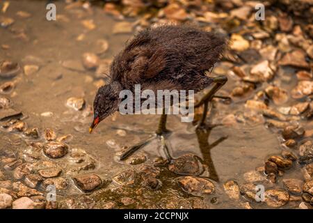 Pulcino Moorhen a Slimbridge Foto Stock