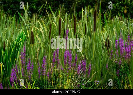 Parte della nuova Reed Walk al WWT Slimbridge Foto Stock