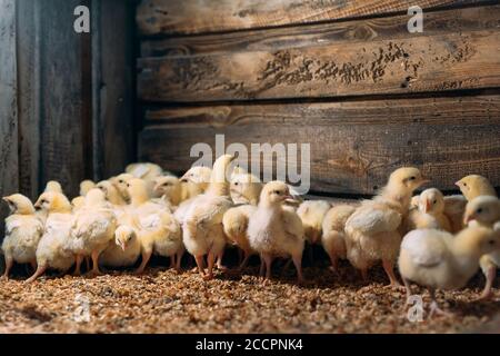 I pulcini di pollo alla griglia all'allevamento di pollame. Foto Stock