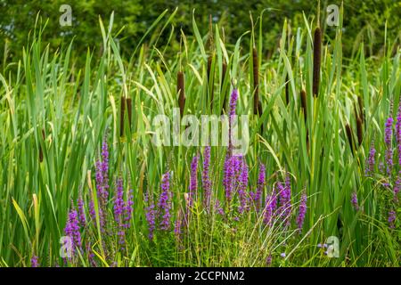 Parte della nuova Reed Walk al WWT Slimbridge Foto Stock