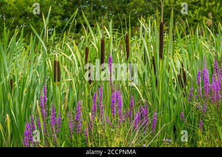 Parte della nuova Reed Walk al WWT Slimbridge Foto Stock