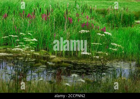 Parte della nuova Reed Walk al WWT Slimbridge Foto Stock