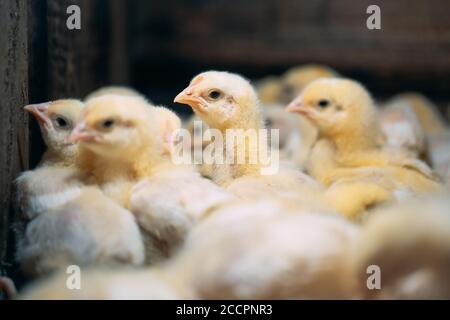I pulcini di pollo alla griglia all'allevamento di pollame. Foto Stock