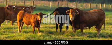 mandria di bovini di manzo su un pascolo estivo Foto Stock