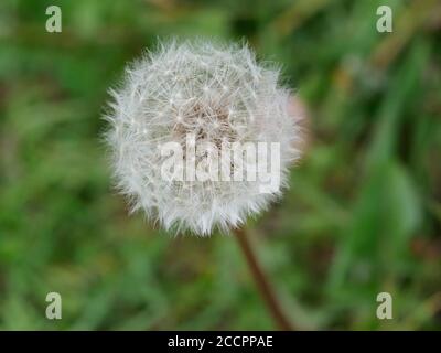 Close up di tarassaco seme head Foto Stock