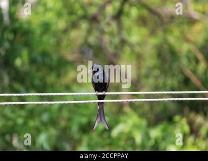 Uccello nero drongo seduto su cavo elettrico Foto Stock