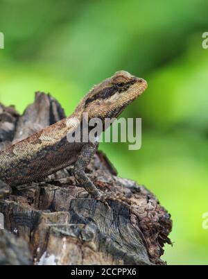 bella lucertola geco selvatica asiatica in bel sfondo verde Foto Stock