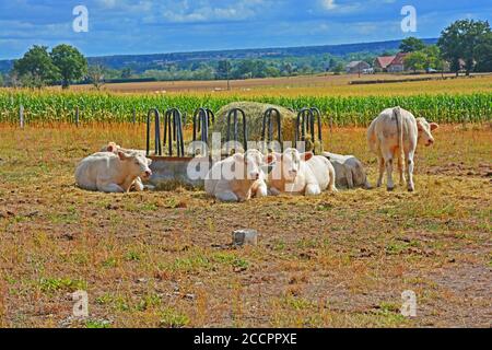 Mucche Charolaise in pascolo, Saint-Pourçain sur Sioule, Allier, Auvergne-Rodano-Alpi, Francia Foto Stock