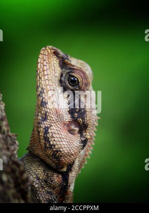 lucertola selvaggia in bellissimo sfondo verde in natura in asia Fotografia di flora e fauna selvatiche Jungle HD Foto Stock