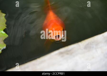 Bei pesci rossi in stagno / pesce arancio che nuotano e aspettano alimentare gli alimenti sulla superficie dell'acqua Foto Stock