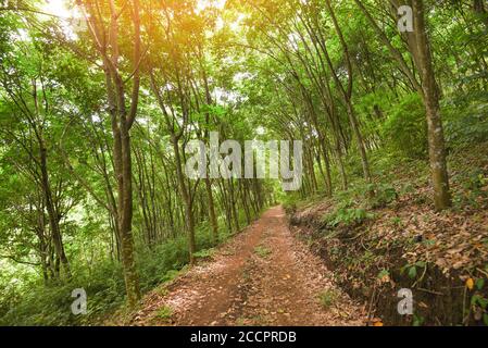 Strada sulle piantagioni di gomma con l'agricoltura di alberi di gomma asia Per alberi di lattice naturale in giardino della thailandia / Rurale strada Foto Stock