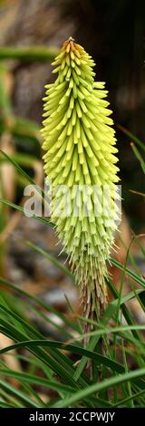 Un singolo fiore punta di Kniphofia Green Jade. Foto Stock