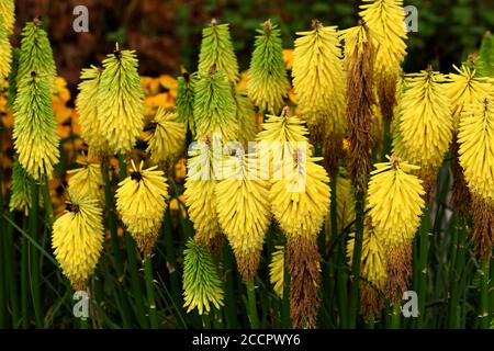 Un grappolo di punte di fiori di Knifofia precoce Buttercup. Foto Stock