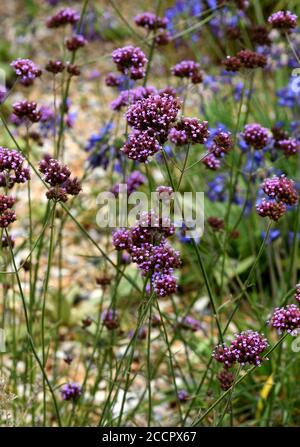 I fiori viola di Verbena bonariensis. Foto Stock