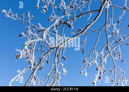 Baum, Zweige, verschneit, blauer Himmel Foto Stock