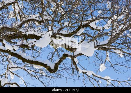 Baum, Äste, Zweige, verschneit, blauer Himmel Foto Stock