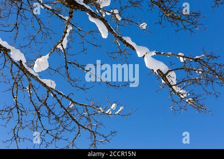 Baum, Äste, Zweige, verschneit, blauer Himmel Foto Stock
