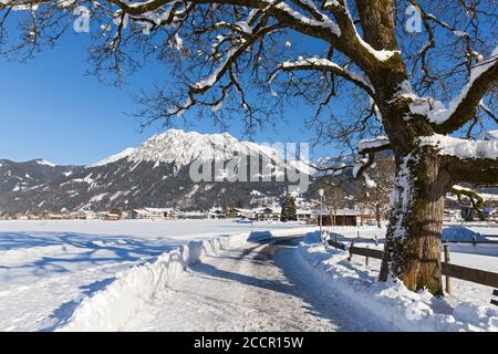 Verschneiter Baum, Weg, Berge, Oberstdorf, Allgäuer Alpen Foto Stock