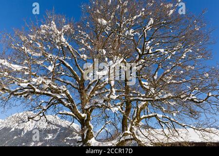 Verschneiter Baum, Oberstdorf, Allgäuer Alpen Foto Stock