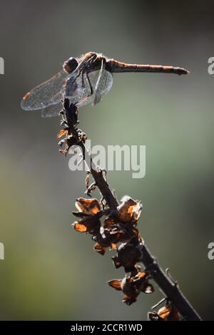 Dragonfly che riposa in cima alla pianta Foto Stock
