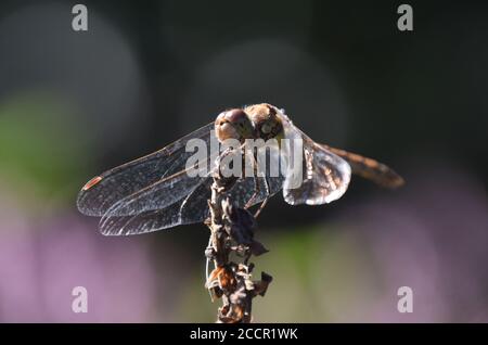 Sympetrum comune con sole sulle ali Foto Stock