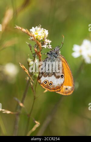 Farfalla Pearly Heath - Coenonympha arcania, bella farfalla colorata da prati e praterie europee, Havraniky, Repubblica Ceca. Foto Stock