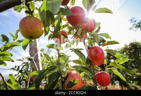 Stoccarda, Germania. 24 Agosto 2020. Le mele della varietà "Gala" sono appese in un albero di mele. Un autunno umido e un inverno tardivo, una sorgente estremamente secca e ora un'estate calda hanno presentato agli agricoltori del paese grandi sfide, secondo l'associazione degli agricoltori. Credit: Christoph Schmidt/dpa/Alamy Live News Foto Stock