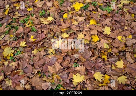 Le foglie caddero dagli alberi sul terreno in autunno profondo e all'inizio del vero inverno. Le foglie arricchiranno il terreno con la loro marciume per un nuovo Foto Stock