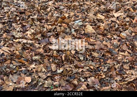 Le foglie caddero dagli alberi sul terreno in autunno profondo e all'inizio del vero inverno. Le foglie arricchiranno il terreno con la loro marciume per un nuovo Foto Stock