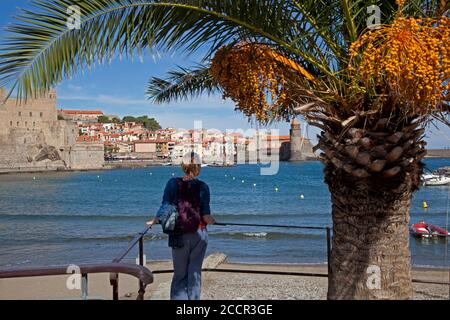 Un visitatore si affaccia sulla località balneare e sul porto di Collioure Nel sud della Francia Foto Stock