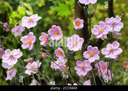 Anemone tomentosa ÔRobustissimaÕ, o Grapeleaf Anemone in fiore durante l'autunno Foto Stock