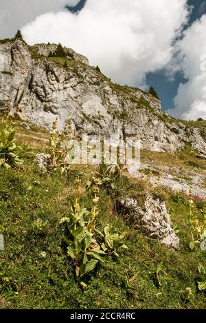 Genziane gialle su sentieri escursionistici svizzeri, Svizzera Foto Stock