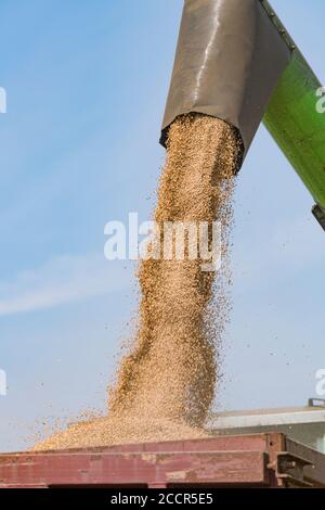 Scarico del frumento raccolto dal serbatoio granella della mietitrebbia Deutz-Fahr nel rimorchio in attesa. Granella che emerge dal tubo laterale esteso. Vedere aggiunta DI NOTE Foto Stock