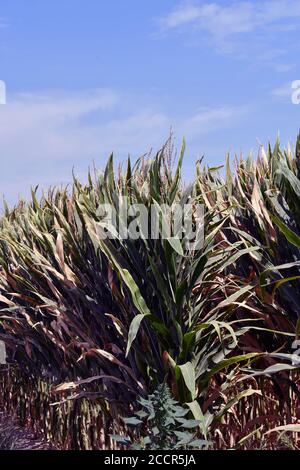 Ripresa verticale di un campo di mais sotto la luce solare Foto Stock