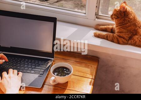 Mani di una persona che lavora sul laptop e rosso divertente gatto carino che si agghiacciano sul davanzale Foto Stock