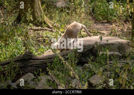 Primo piano di un Wolfdog cecoslovacco nello zoo di Osnabruck, Germania Foto Stock