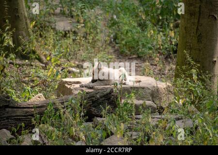 Primo piano di un Wolfdog cecoslovacco nello zoo di Osnabruck, Germania Foto Stock