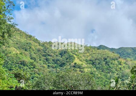 Foresta selvaggia sull'isola di Panay Filippine. Foto Stock