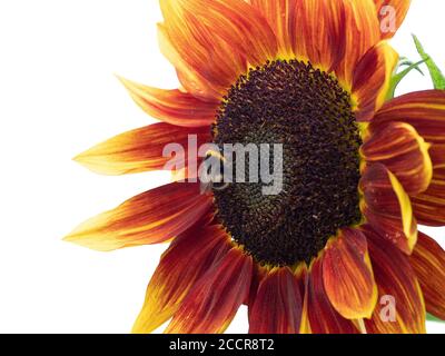 Primo piano di Bombus Terrestris, Bumblebee coda di Buff in fiore rosso di girasole. Foto Stock